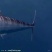 马鲛鱼片，专吃红鱿长大的马鲛鱼