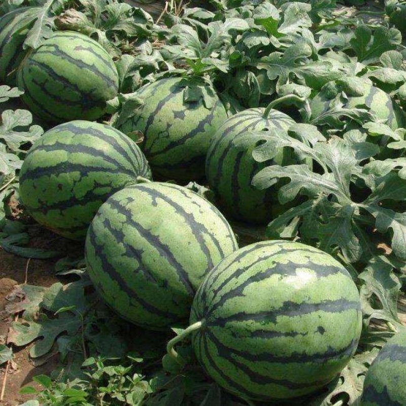 河南开封甜王大量上市一手货源价格实惠质量保证诚信代办