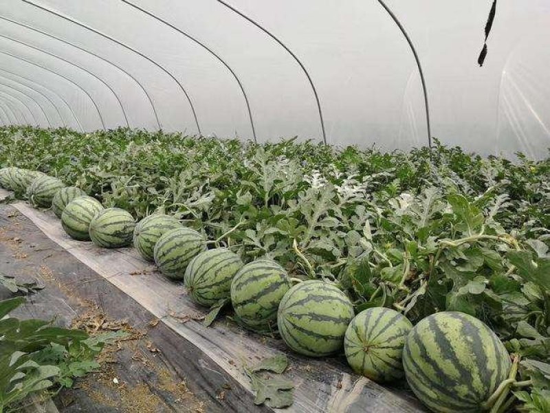 河南开封甜王大量上市一手货源价格实惠质量保证诚信代办