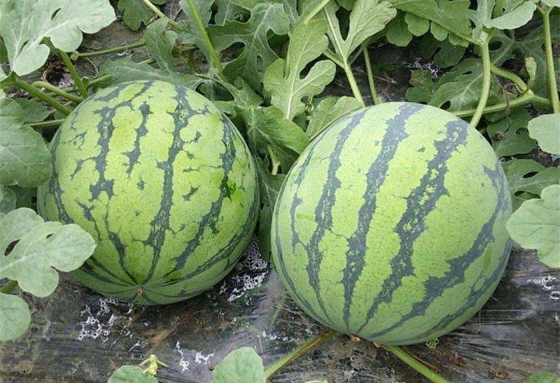 河南开封甜王大量上市一手货源价格实惠质量保证诚信代办