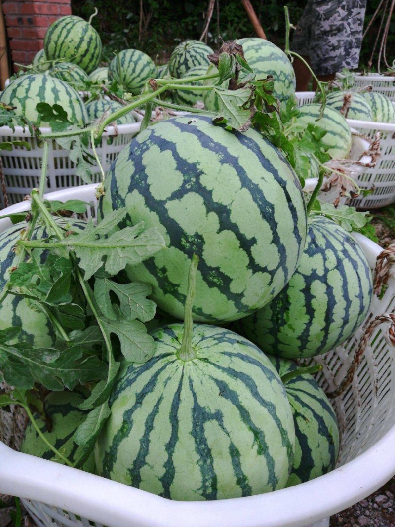 河南开封甜王大量上市一手货源价格实惠质量保证诚信代办