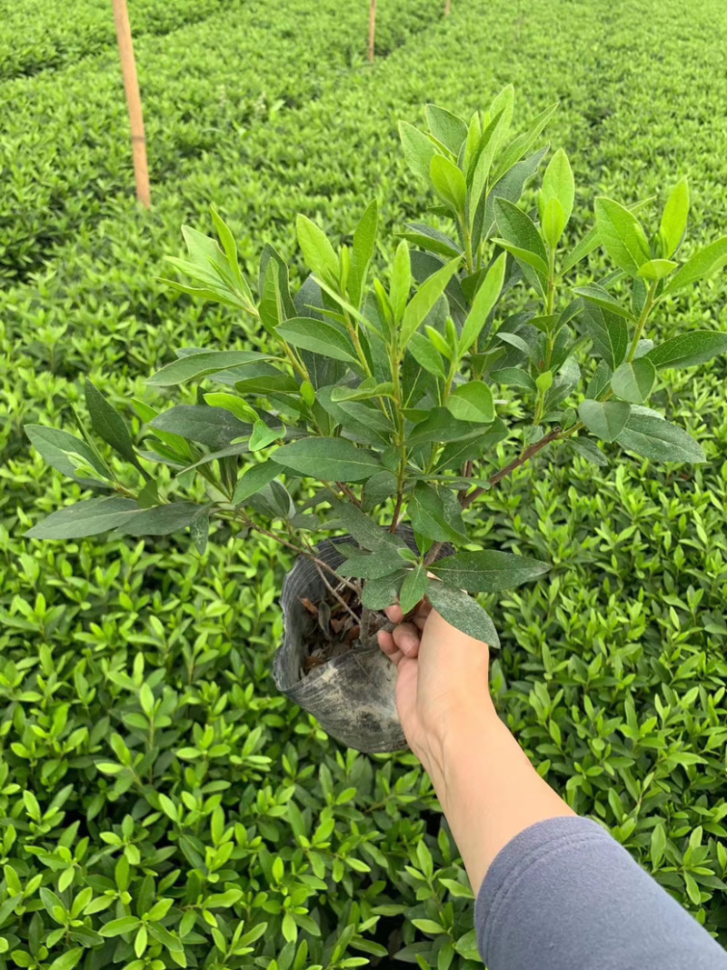 16杯春鹃杯苗，工程苗，绿化苗，夏鹃杯苗。