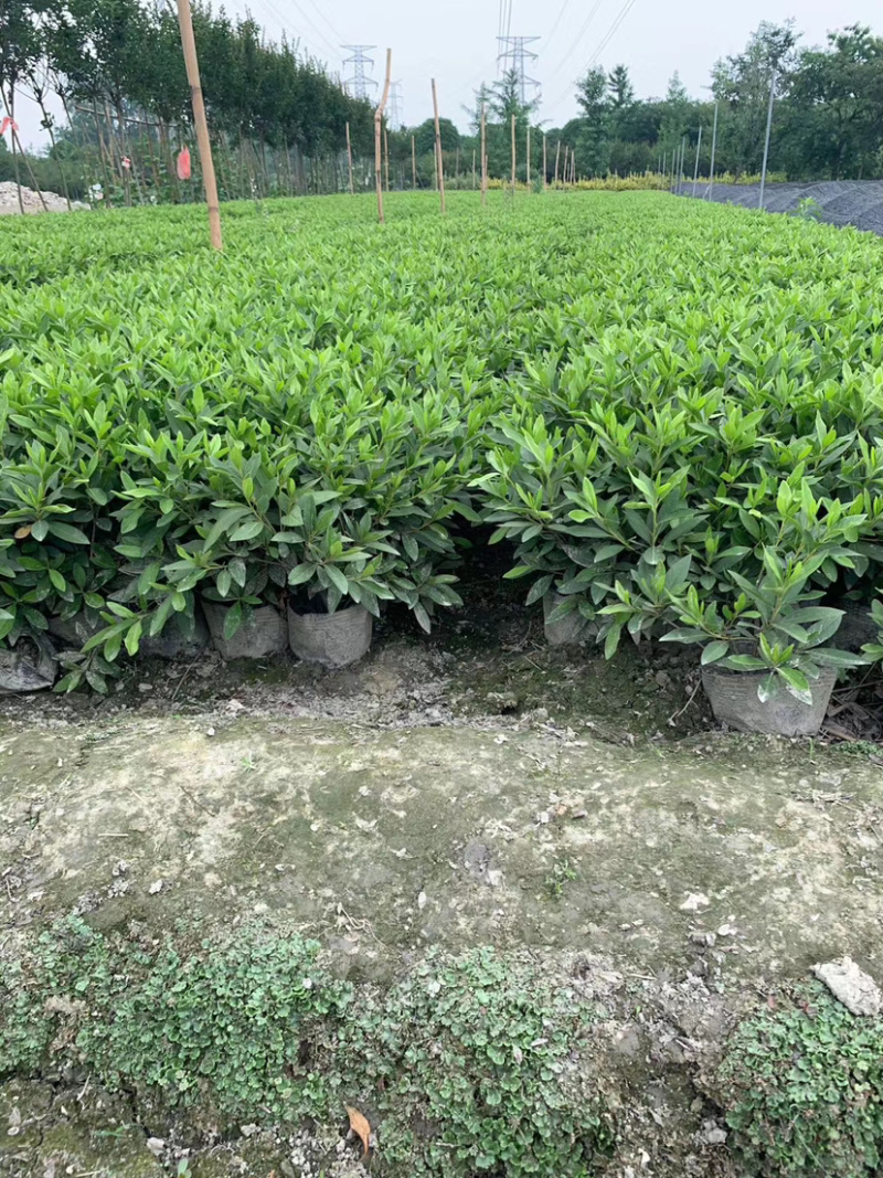 16杯春鹃杯苗，工程苗，绿化苗，夏鹃杯苗。
