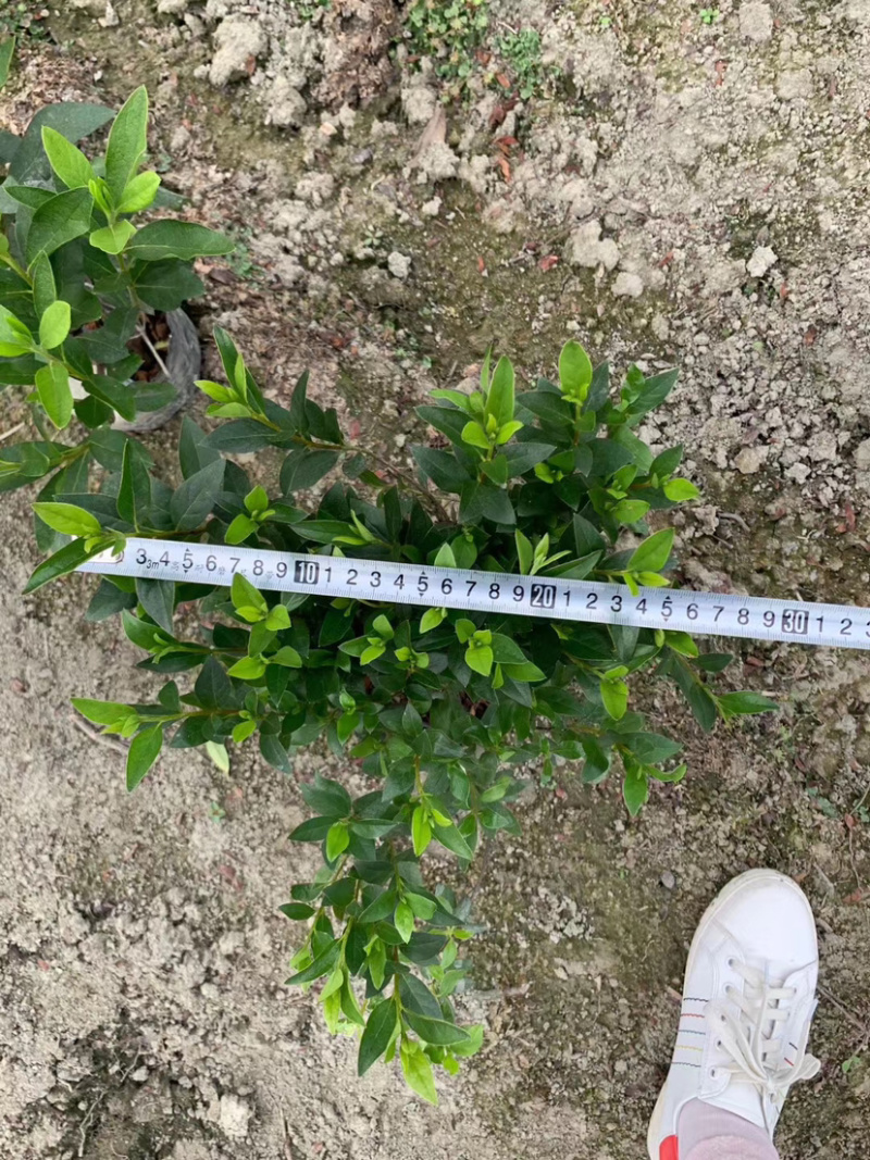 16杯春鹃杯苗，工程苗，绿化苗，夏鹃杯苗。
