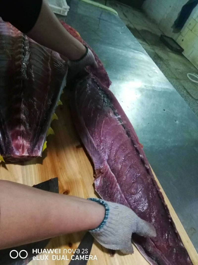 金枪鱼南海海域灯光捕捞，