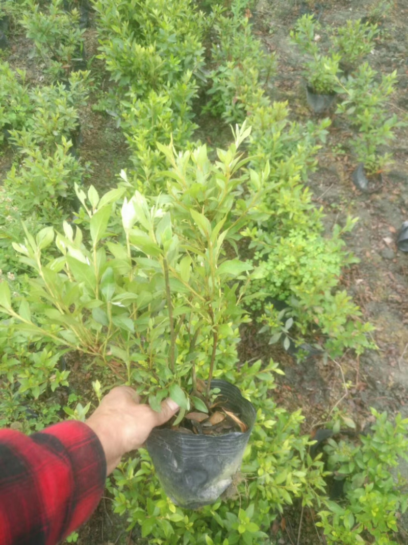 16杯春鹃杯苗，工程苗，绿化苗，夏鹃杯苗。
