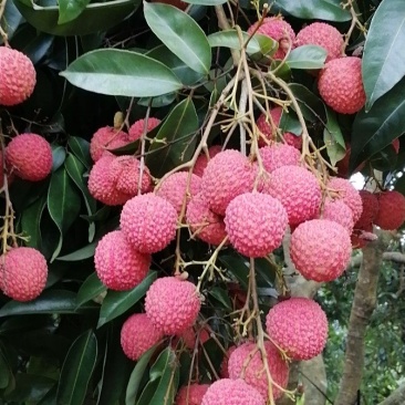 自家果场桂味荔枝！专业一件代发