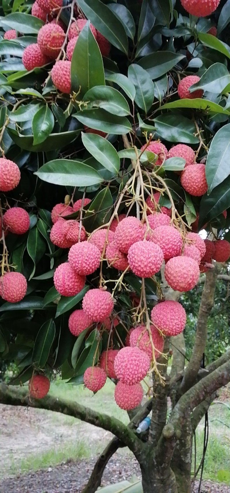 自家果场桂味荔枝！专业一件代发