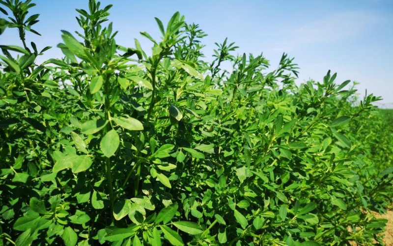 苜蓿草种子苜蓿种子苜蓿草种子饲料种子紫花苜蓿草种子