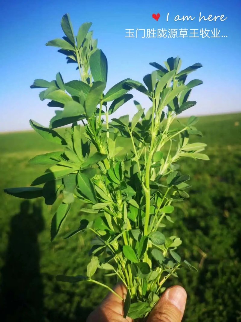 苜蓿草种子苜蓿种子苜蓿草种子饲料种子紫花苜蓿草种子