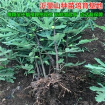 无花果树苗南方北方种植果树苗盆栽新品种水果果树苗地栽当年