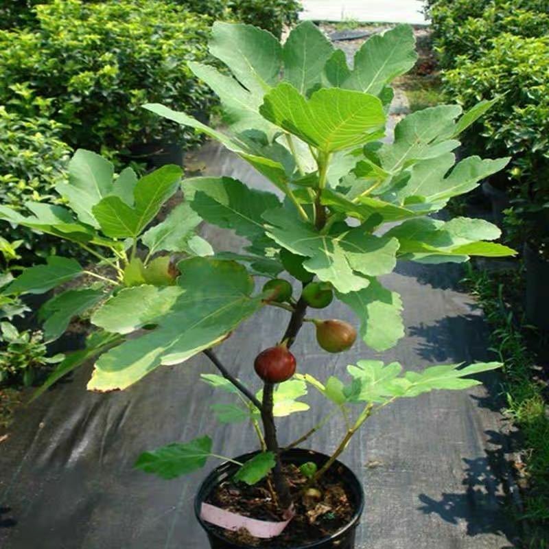 无花果树苗南方北方种植果树苗盆栽新品种水果果树苗地栽当年