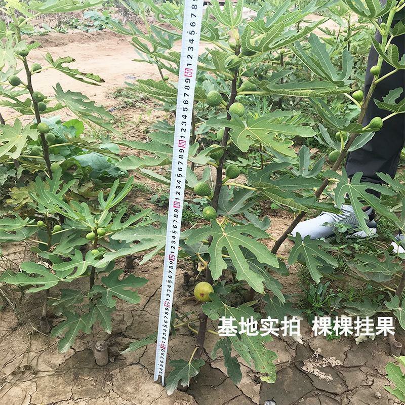 无花果树苗南方北方种植果树苗盆栽新品种水果果树苗地栽当年