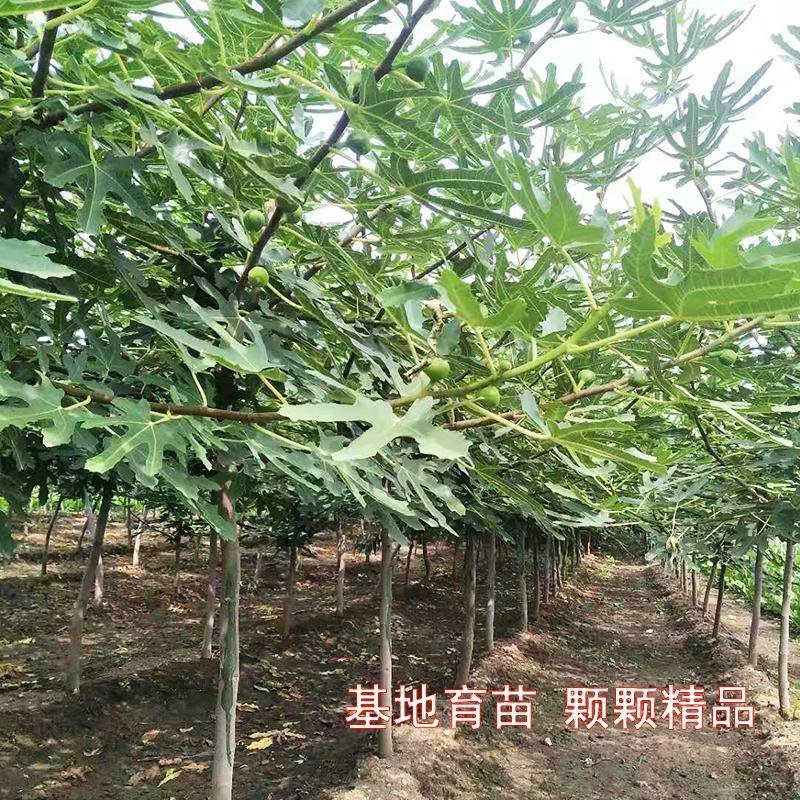 无花果树苗南方北方种植果树苗盆栽新品种水果果树苗地栽当年
