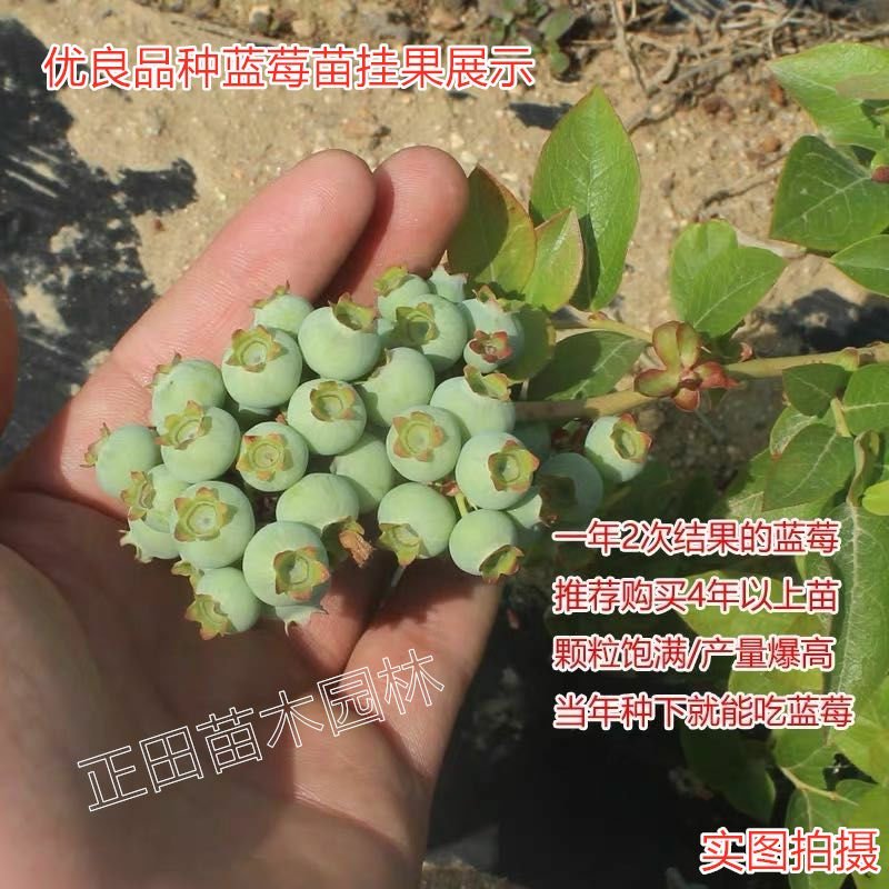【包成活包结果】蓝莓苗蓝莓树苗水果南方北方果树苗盆栽庭院