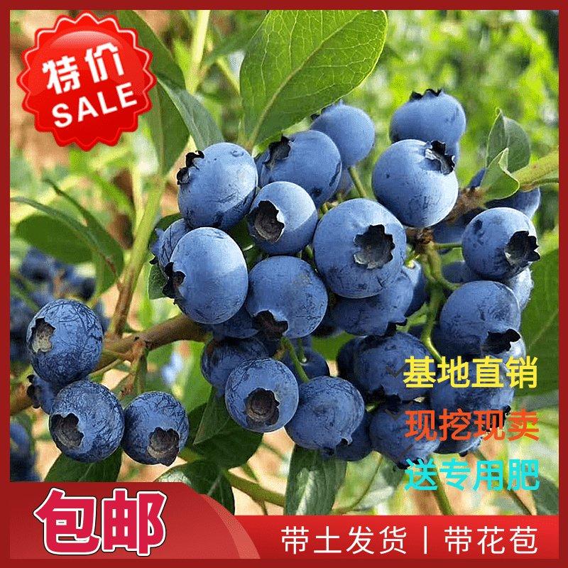 【包成活包结果】蓝莓苗蓝莓树苗水果南方北方果树苗盆栽庭院