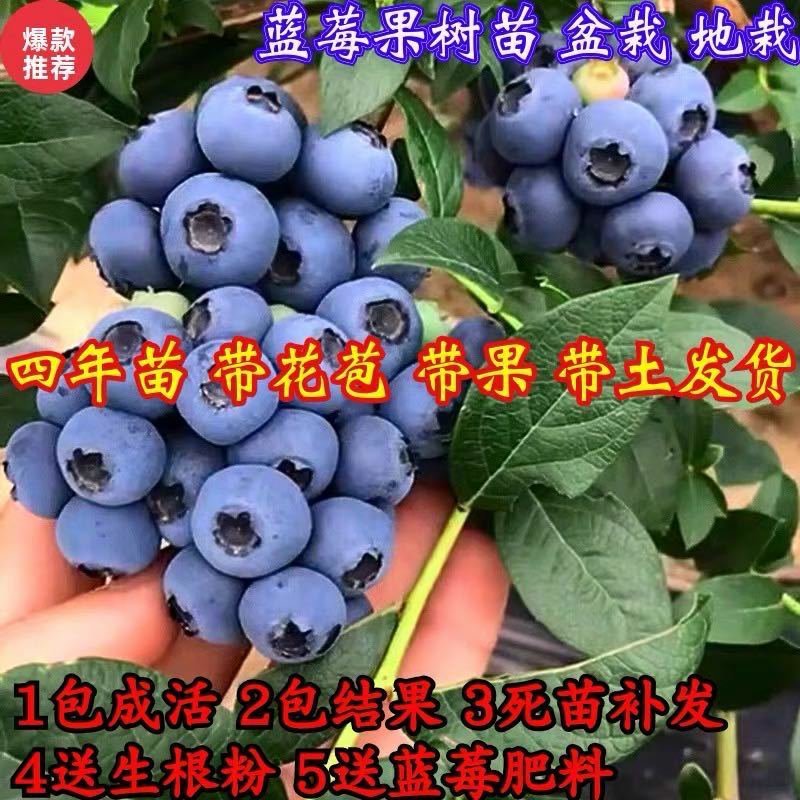 【包成活包结果】蓝莓苗蓝莓树苗水果南方北方果树苗盆栽庭院