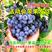 【包成活包结果】蓝莓苗蓝莓树苗水果南方北方果树苗盆栽庭院