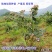 【包成活包结果】蓝莓苗蓝莓树苗水果南方北方果树苗盆栽庭院