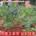 【包成活包结果】蓝莓苗蓝莓树苗水果南方北方果树苗盆栽庭院