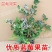 【包成活包结果】蓝莓苗蓝莓树苗水果南方北方果树苗盆栽庭院