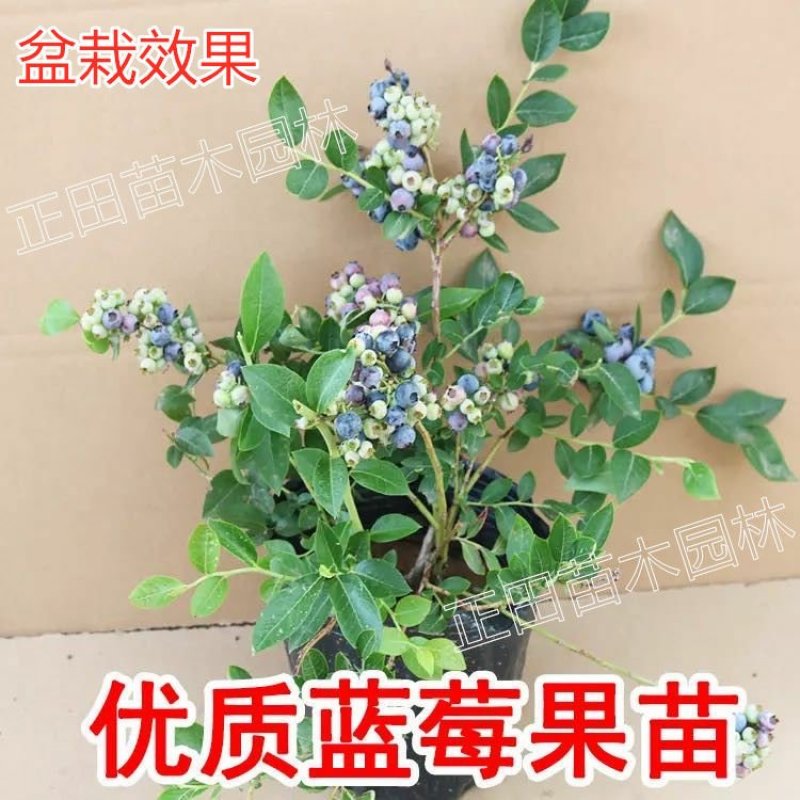 【包成活包结果】蓝莓苗蓝莓树苗水果南方北方果树苗盆栽庭院