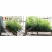 对节白蜡盆景树苗种子树苗籽主产湖北京山颗粒饱满发芽率可达