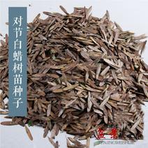 对节白蜡盆景树苗种子树苗籽主产湖北京山颗粒饱满发芽率可达