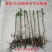 正宗小叶对节白蜡小树苗对接白腊小苗子盆景苗熟桩小老桩苗木