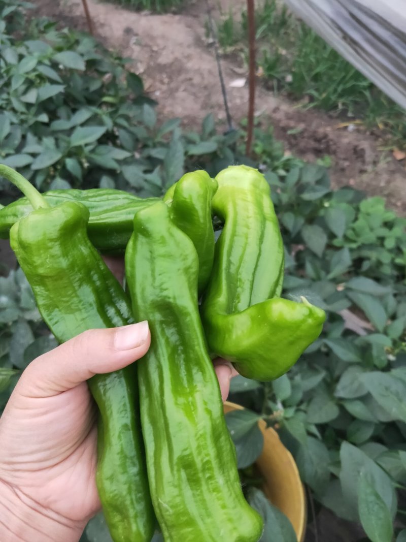 安徽薄皮辣椒（301）陆续上市，产地直供，