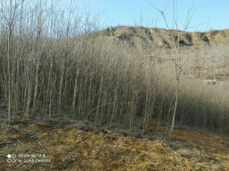 河南邓州皂角苗高度70公分产地直发价格优便宜
