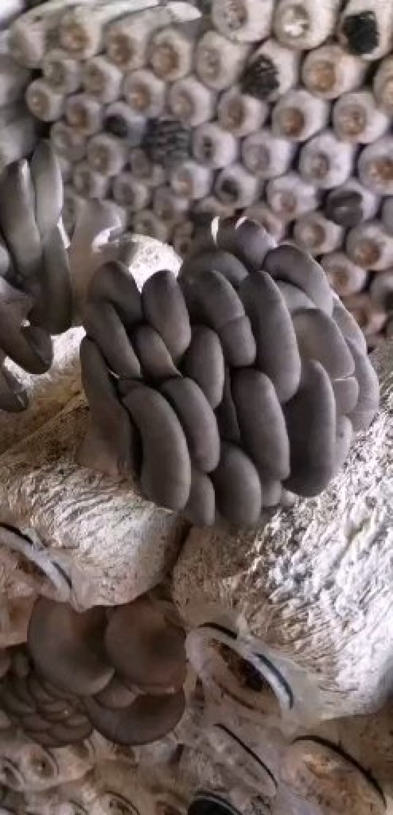 鲜平菇