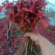 美国红枫，秋火焰，各种规格，1--15公分，全国可邮寄。