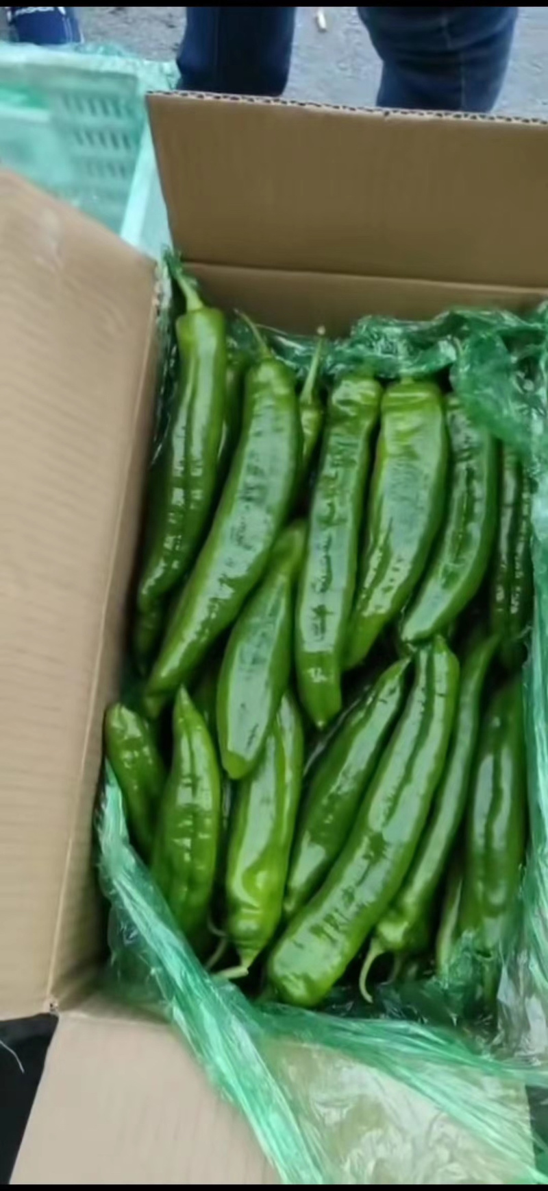 东台青椒辣椒精品青椒物美价廉大量供应