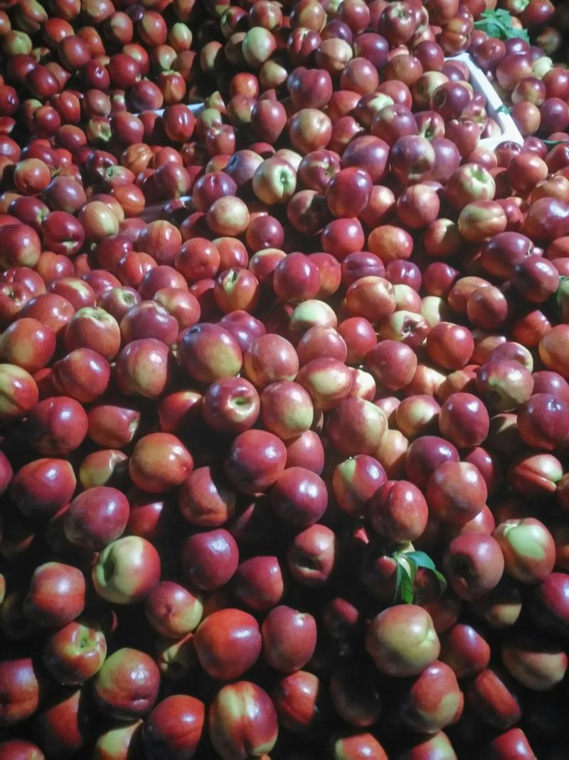 精品油桃安徽中油油桃大量上市口感脆甜欢迎选购
