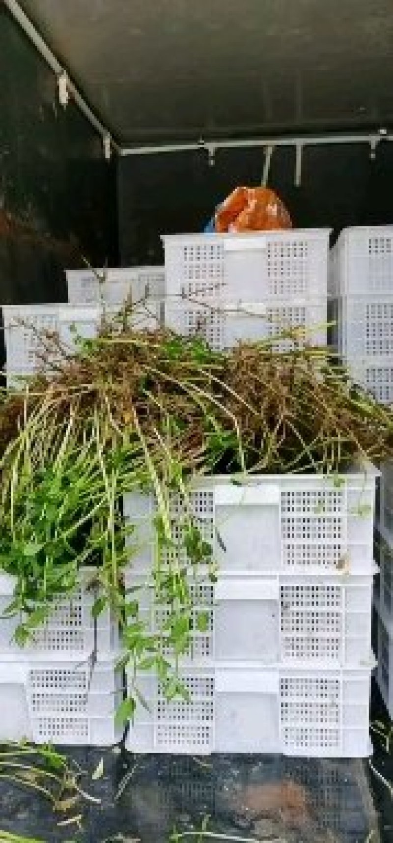微山湖万亩龙虾养殖基地虾苗预订中