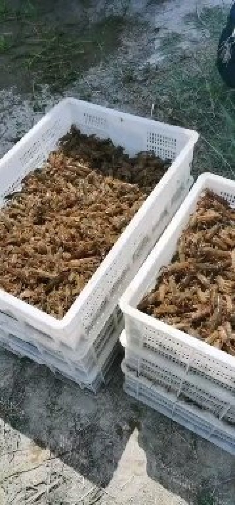 微山湖万亩龙虾养殖基地虾苗预订中