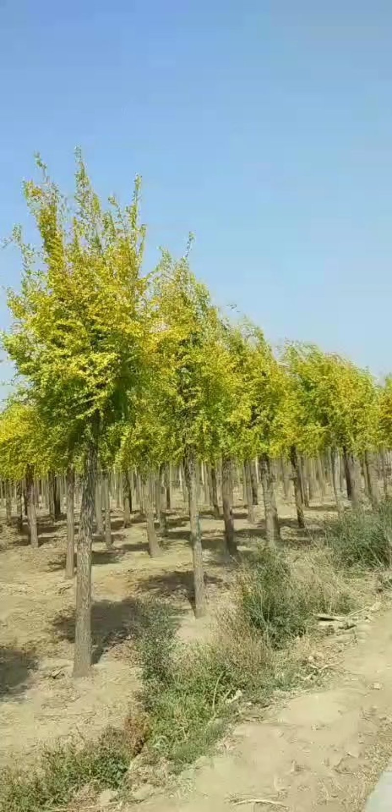 大量供应4-18公分金叶榆，树形好，价格实惠