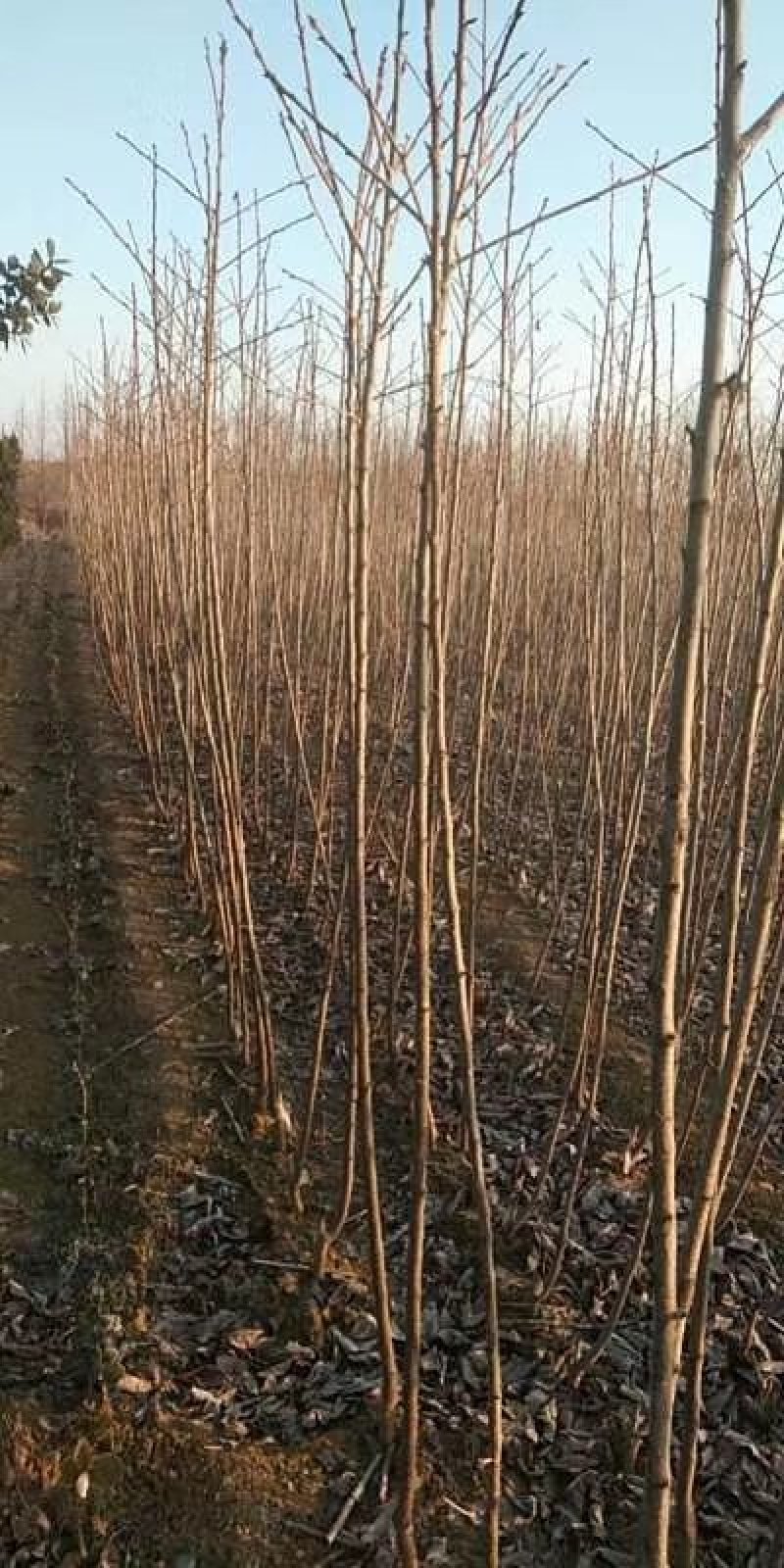 杜仲苗80公分以上品种齐全基地直发提供技术支持