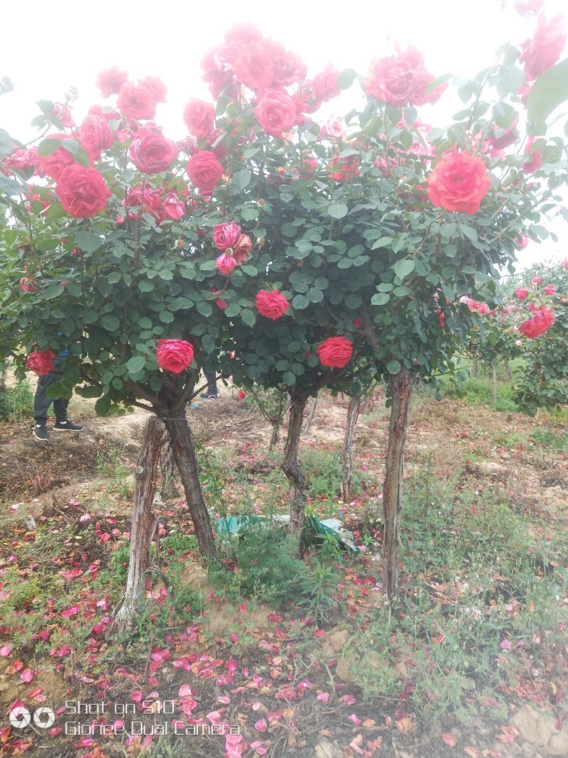 5公分树桩月季，3年1米冠，保证质量，保证成活率，