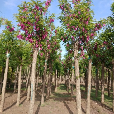 大量低价出售，6-18公分香花槐树形好价格低