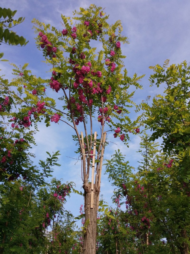 大量低价出售，6-18公分香花槐树形好价格低