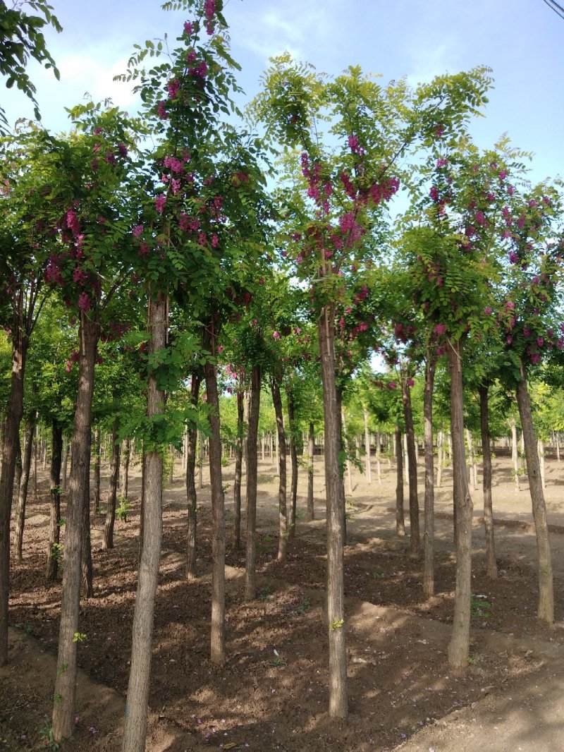 大量低价出售，6-18公分香花槐树形好价格低
