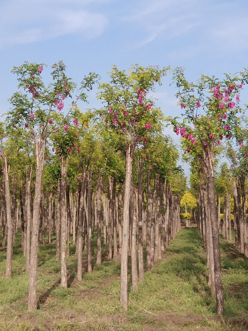 大量低价出售，6-18公分香花槐树形好价格低