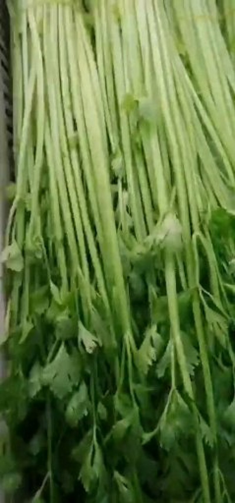 精品芹菜现货供应产地直供欢迎选购！