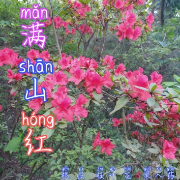 贵州毕节古夜郎大地野生中药材满山红根茎叶入药