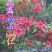 贵州毕节古夜郎大地野生中药材满山红根茎叶入药