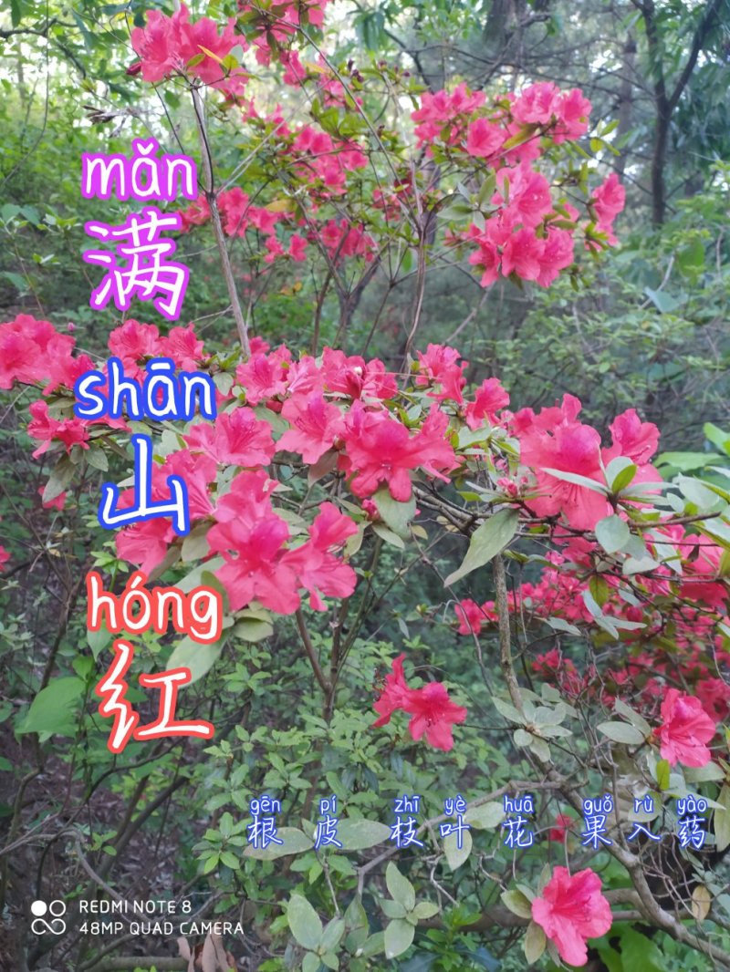 贵州毕节古夜郎大地野生中药材满山红根茎叶入药