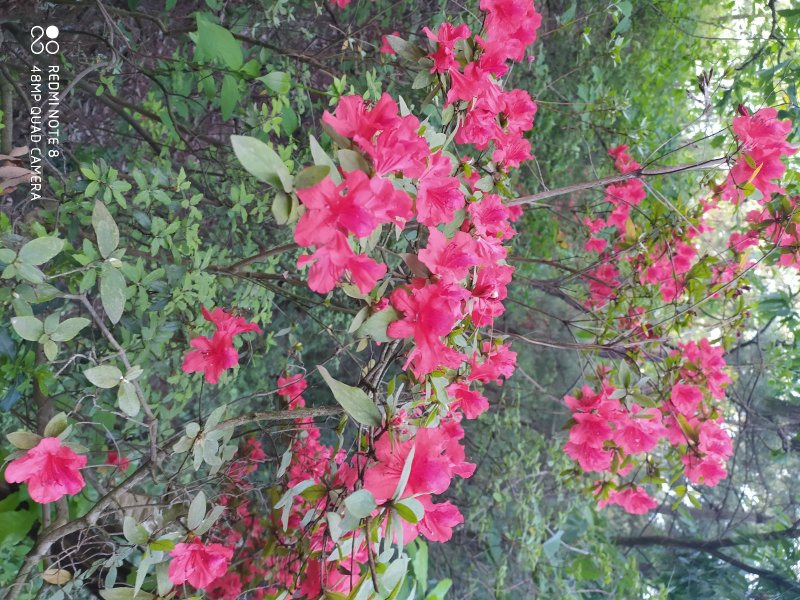 贵州毕节古夜郎大地野生中药材满山红根茎叶入药