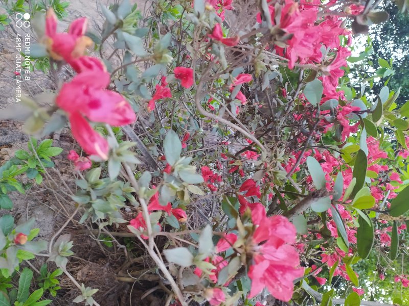 贵州毕节古夜郎大地野生中药材满山红根茎叶入药